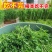 无须豌豆尖种子清香脆嫩苗茎粗壮可持续采收苗尖