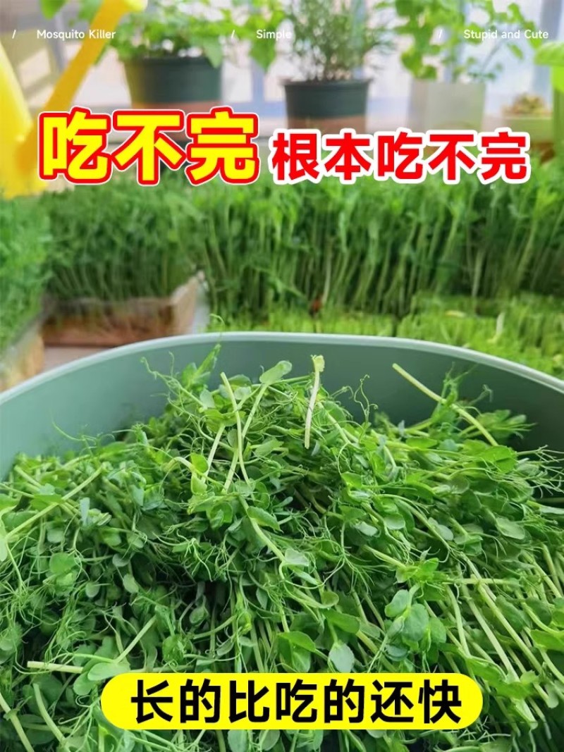 无须豌豆尖种子清香脆嫩苗茎粗壮可持续采收苗尖