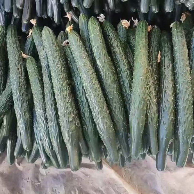 密刺黄瓜干花带刺诚信经营一手货源量大价优