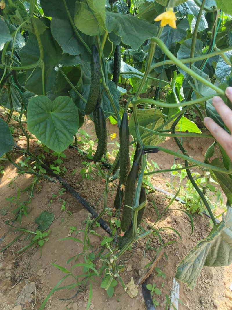 密刺黄瓜干花带刺诚信经营一手货源量大价优