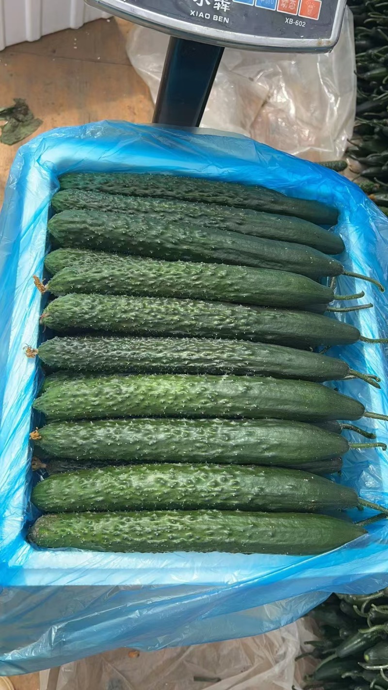 密刺黄瓜干花带刺诚信经营一手货源量大价优