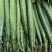 密刺黄瓜干花带刺诚信经营一手货源量大价优