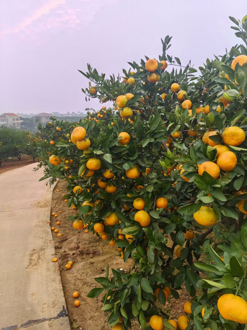 柑桔/蜜橘湖南省常德市澧县特早蜜桔爆甜多汁量大从优
