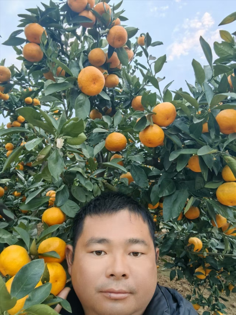 柑桔/蜜橘湖南省常德市澧县特早蜜桔爆甜多汁量大从优