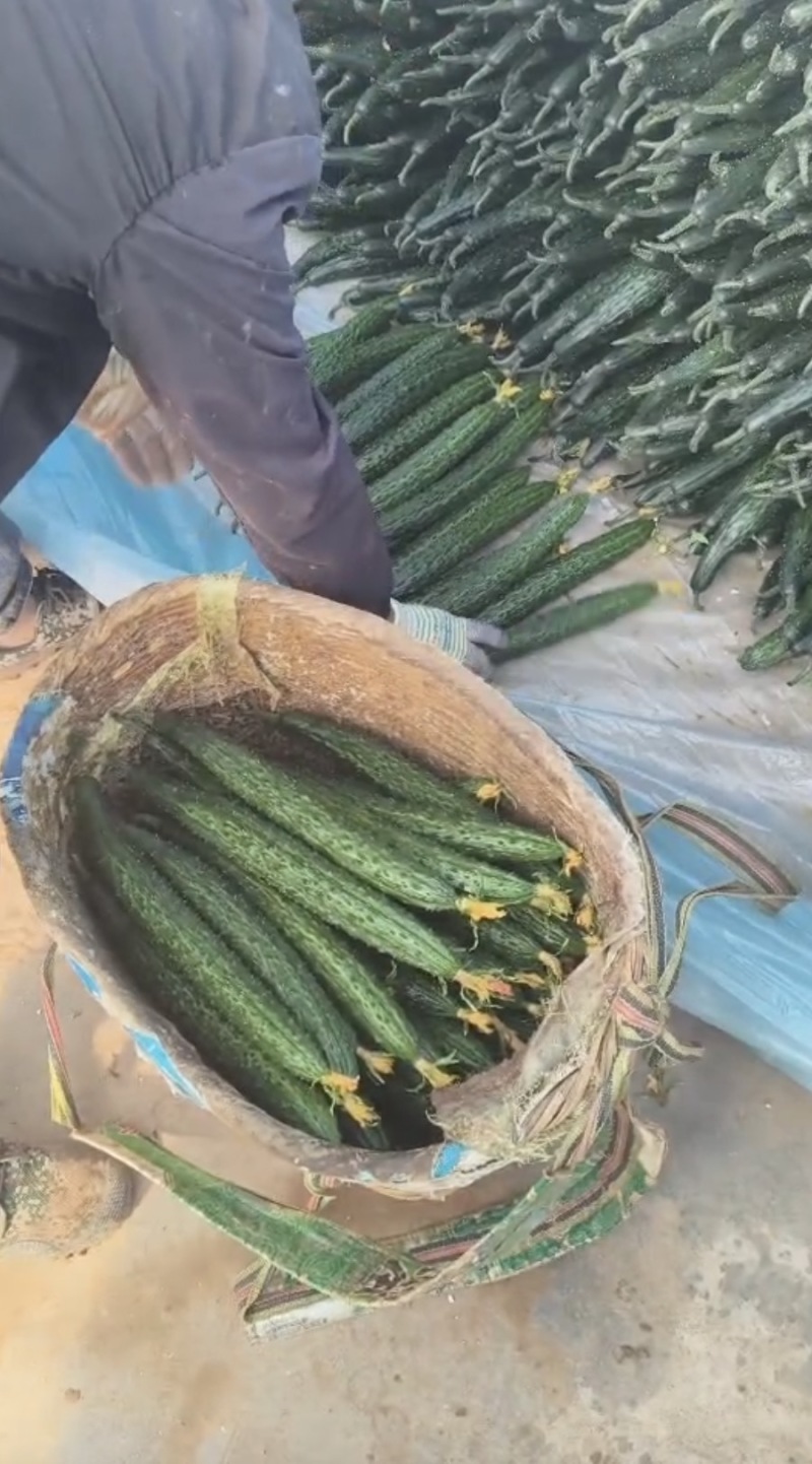 密刺黄瓜干花带刺诚信经营一手货源量大价优