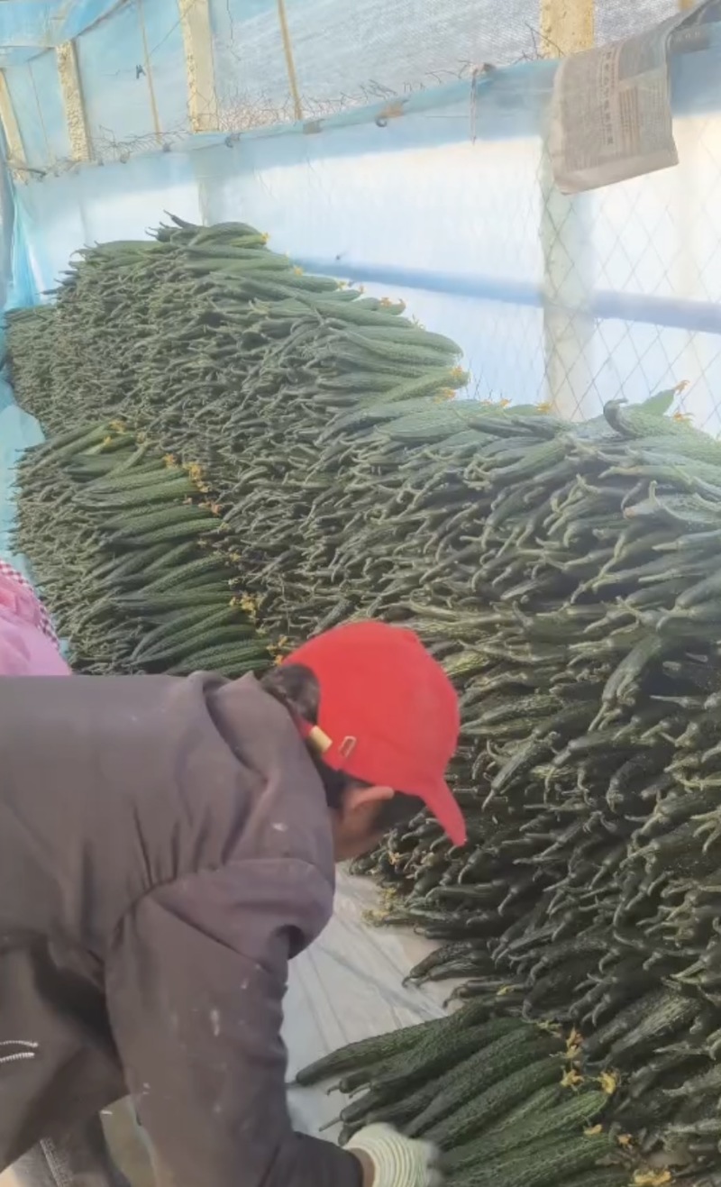 密刺黄瓜干花带刺诚信经营一手货源量大价优