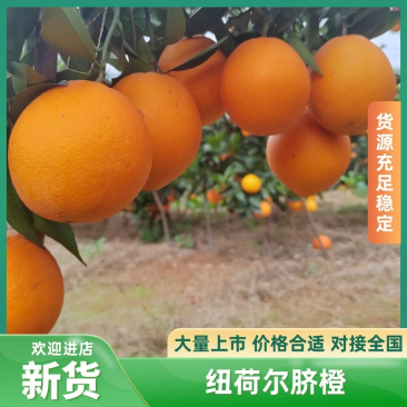 广西纽荷尔脐橙对接商超电商市场外贸等产地供货