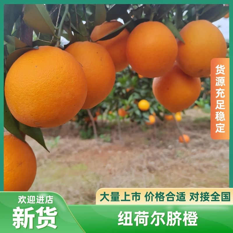 广西纽荷尔脐橙对接商超电商市场外贸等产地供货