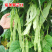 龙泉309芸豆种子长扁条无筋早熟蔓生春秋露地种植