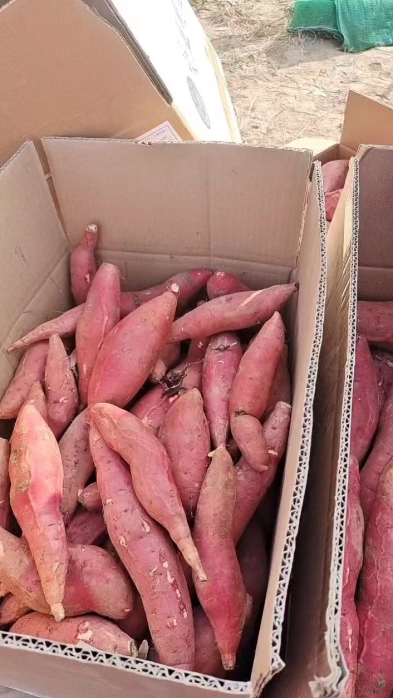 （降价了）河北烟薯25烤红薯现挖现发，一件代发量大价优