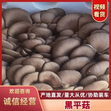 河北省邯郸市成安县黑平菇产地直发一手货源实力代收量大从优