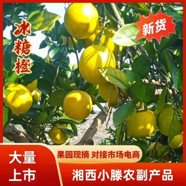 冰糖橙/湖南怀化麻阳县产地直发/质量保证/对接全国采购商