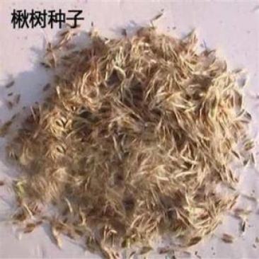梓树种子楸树种子金丝楸种子臭梧桐种子黄花楸水桐楸河楸梓桐