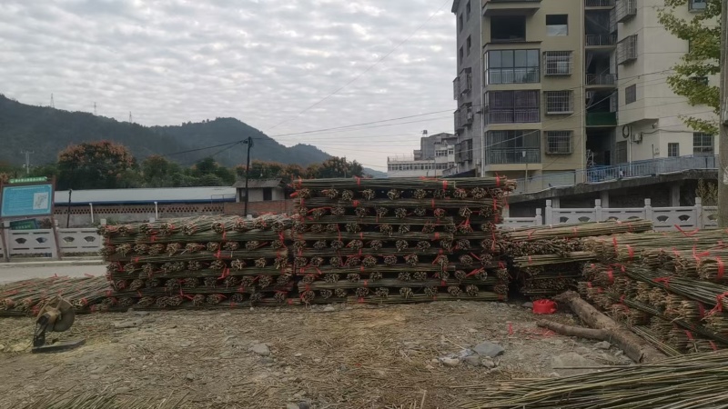 【推荐】菜架用竹竿，2.2m，一手货源，量大从优