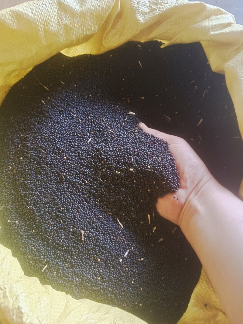 纯菜籽油对接商超散称装瓶量大价优欢迎来电