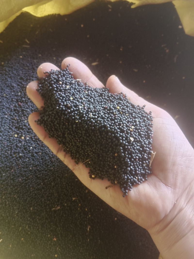 纯菜籽油对接商超散称装瓶量大价优欢迎来电
