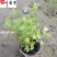 樱桃鼠尾草花期长耐热多年生成都鼠尾草苗圃基地直供