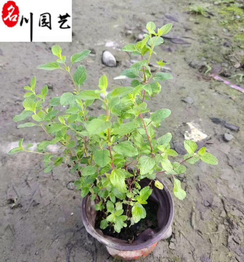 樱桃鼠尾草花期长耐热多年生成都鼠尾草苗圃基地直供