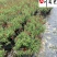 樱桃鼠尾草花期长耐热多年生成都鼠尾草苗圃基地直供