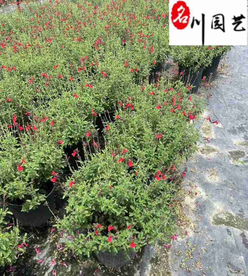 樱桃鼠尾草花期长耐热多年生成都鼠尾草苗圃基地直供