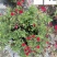 樱桃鼠尾草花期长耐热多年生成都鼠尾草苗圃基地直供
