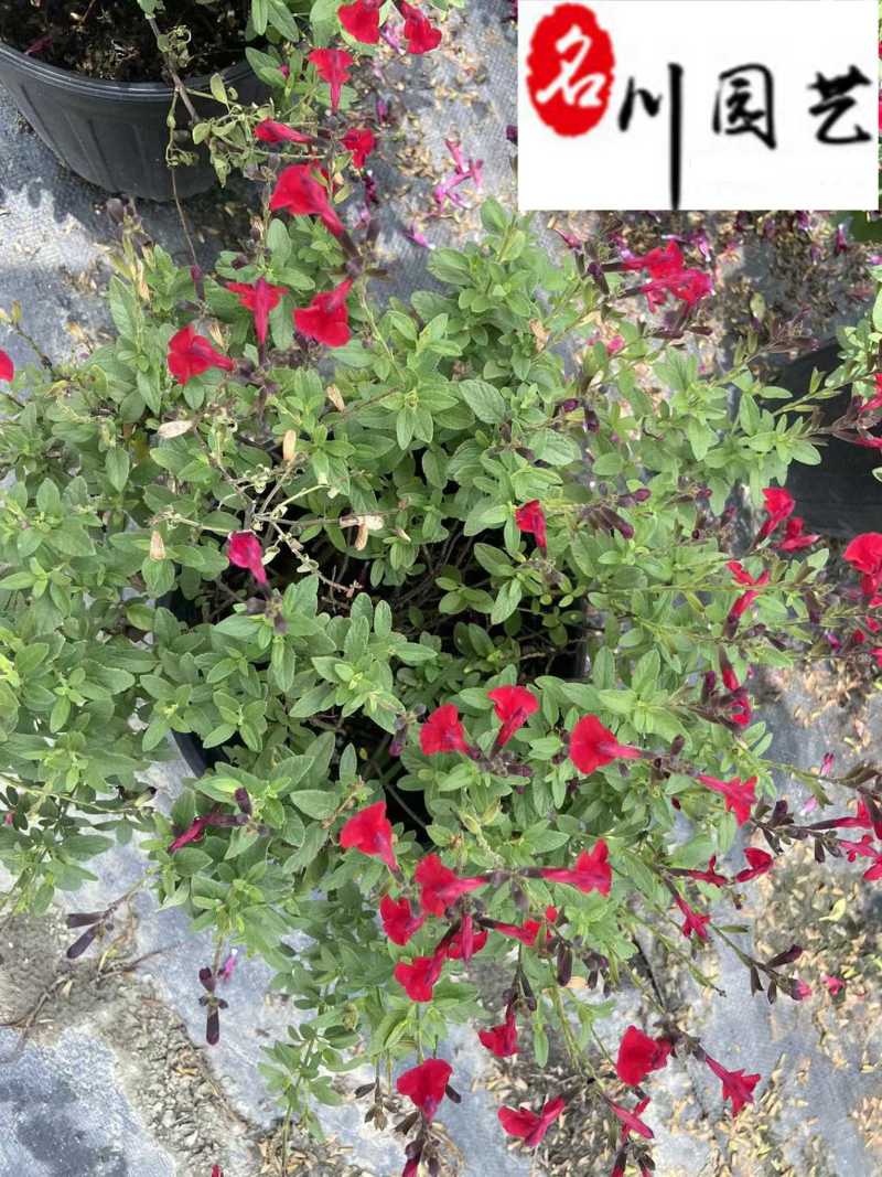 樱桃鼠尾草花期长耐热多年生成都鼠尾草苗圃基地直供