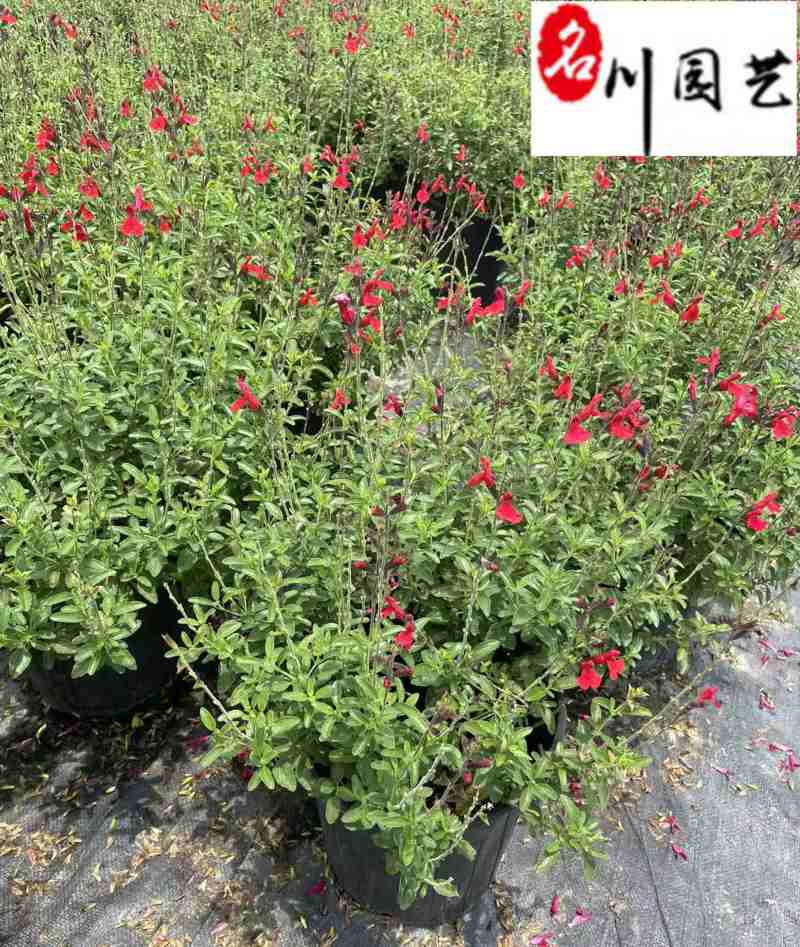 樱桃鼠尾草花期长耐热多年生成都鼠尾草苗圃基地直供
