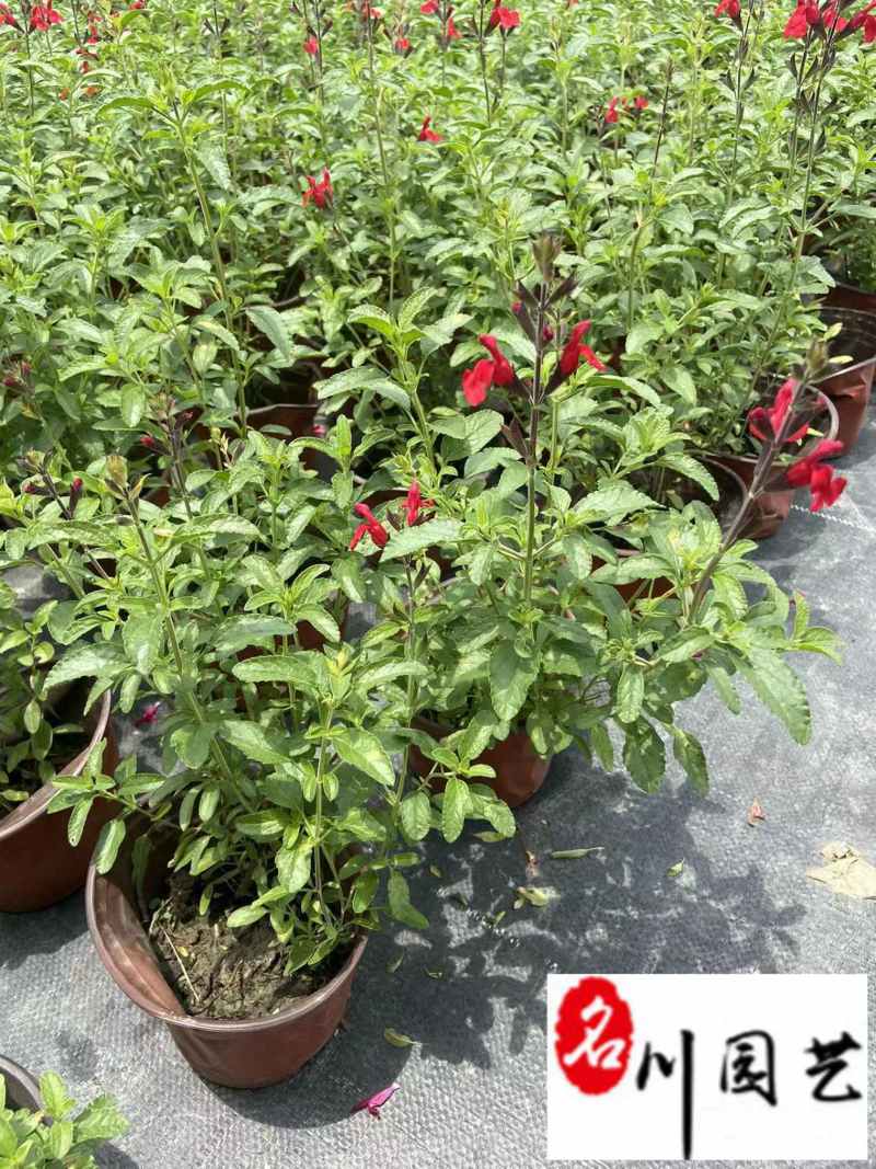 樱桃鼠尾草花期长耐热多年生成都鼠尾草苗圃基地直供