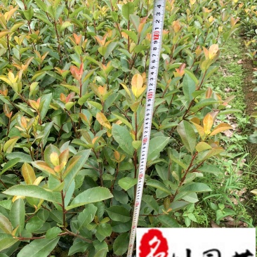 红叶石楠杯苗地苗批发成都红叶石楠种植基地直供量大价优