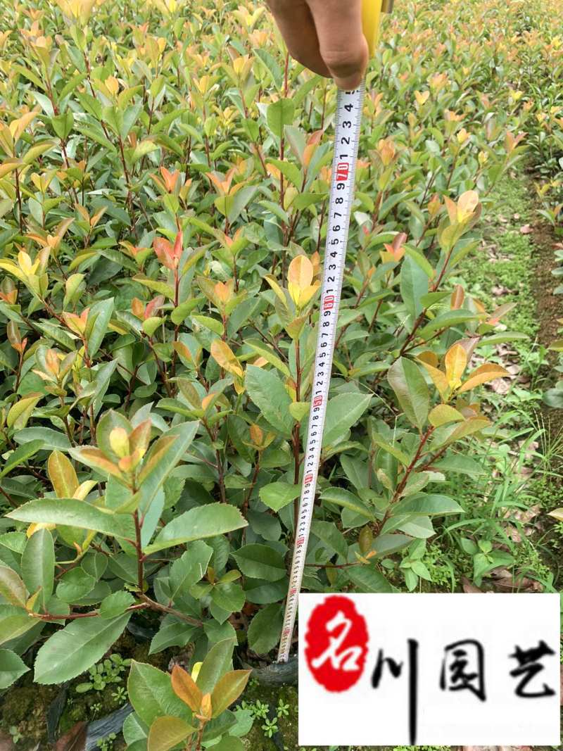 红叶石楠杯苗地苗批发成都红叶石楠种植基地直供量大价优