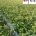 红叶石楠杯苗地苗批发成都红叶石楠种植基地直供量大价优