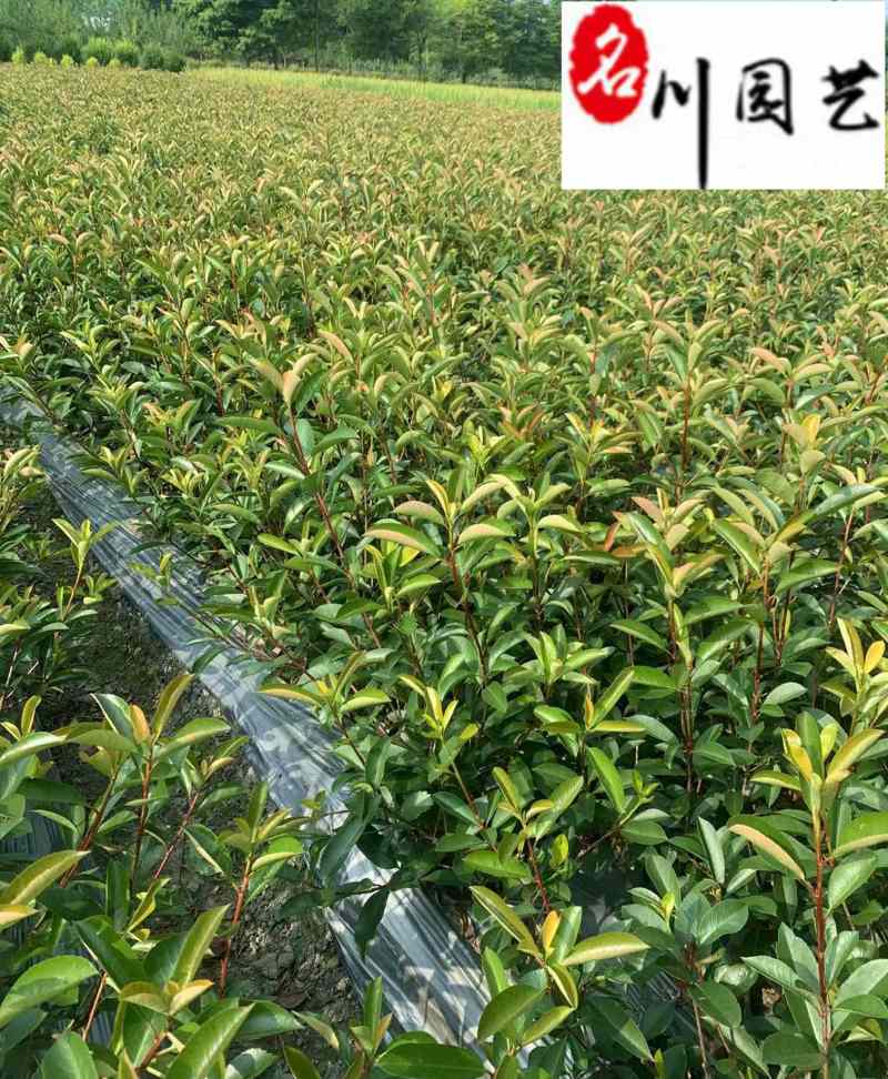 红叶石楠杯苗地苗批发成都红叶石楠种植基地直供量大价优