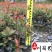 红叶石楠杯苗地苗批发成都红叶石楠种植基地直供量大价优