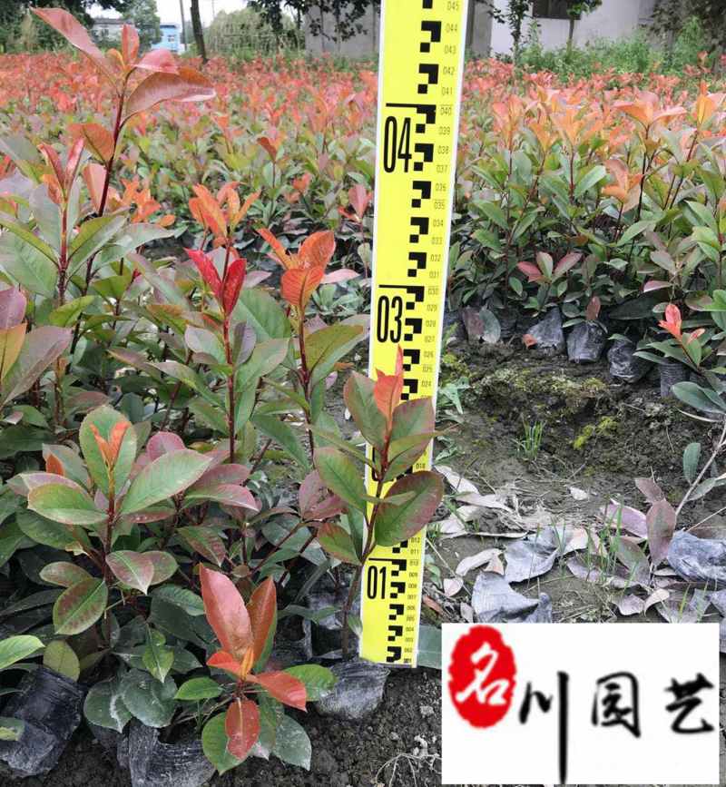 红叶石楠杯苗地苗批发成都红叶石楠种植基地直供量大价优