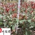 红叶石楠杯苗地苗批发成都红叶石楠种植基地直供量大价优