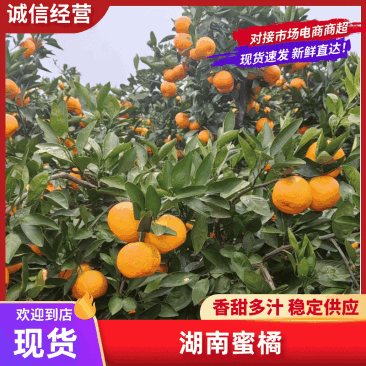 柑桔/蜜橘湖南省常德市澧县特早蜜桔爆甜多汁量大从优