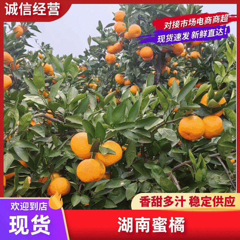 柑桔/蜜橘湖南省常德市澧县特早蜜桔爆甜多汁量大从优
