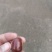 【热卖】板栗各种规格一手货源香甜可口价格美丽欢迎选购