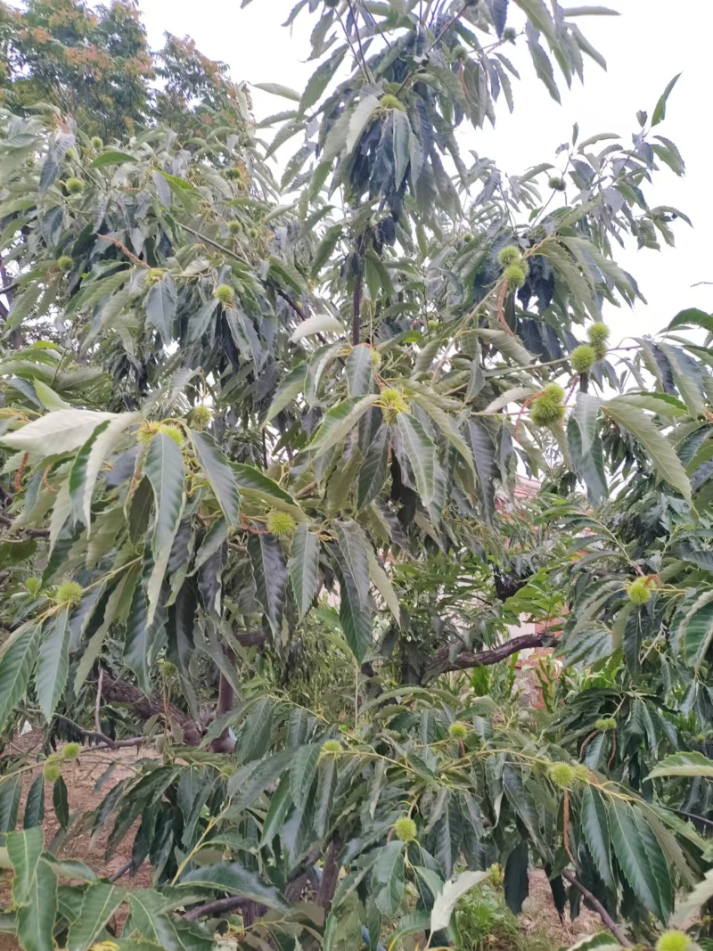 【热卖】板栗各种规格一手货源香甜可口价格美丽欢迎选购