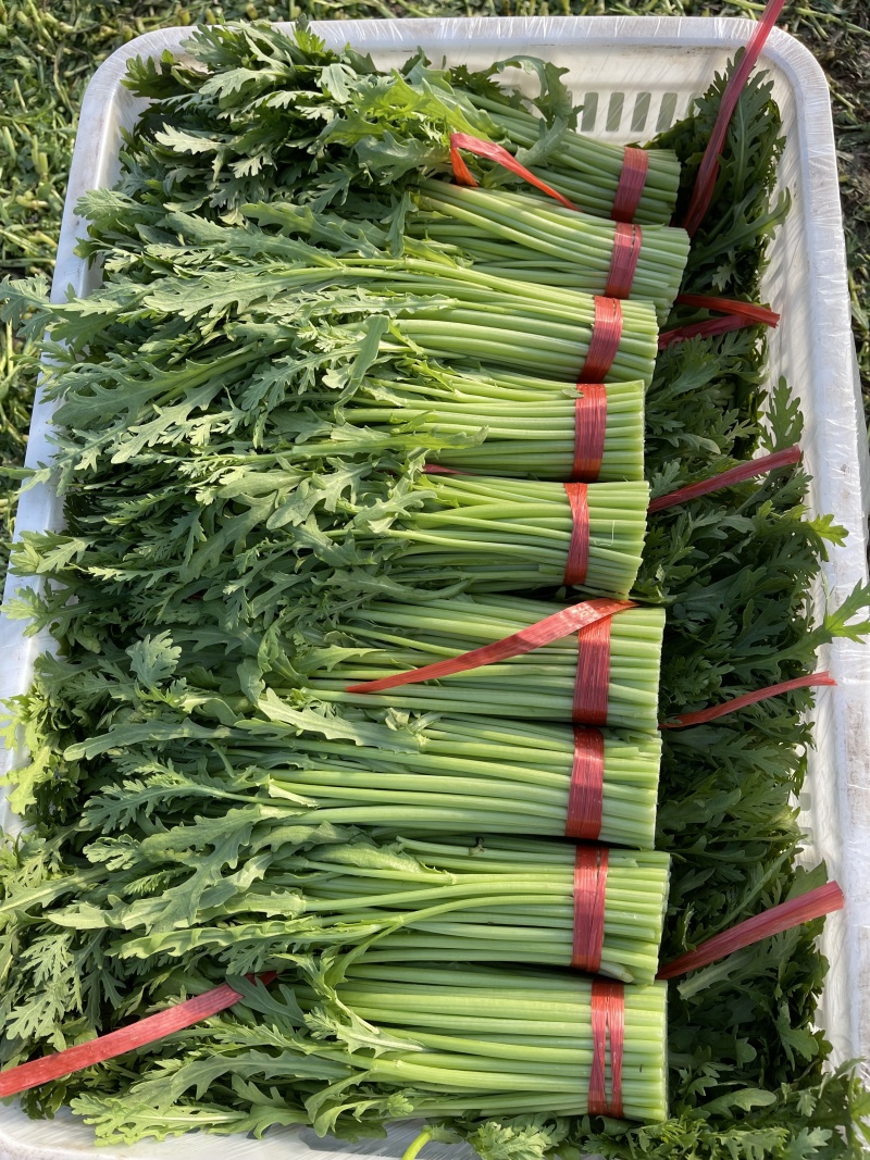 茼蒿菜产地直发一手货源价格美丽电联价更优欢迎咨询