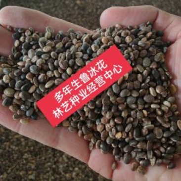鲁冰花种子四季种易活花籽四季开花羽扁豆种子多年生宿根庭院