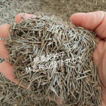 波斯菊花种子格桑花种籽子花期长易种活花海室外七彩野花组合