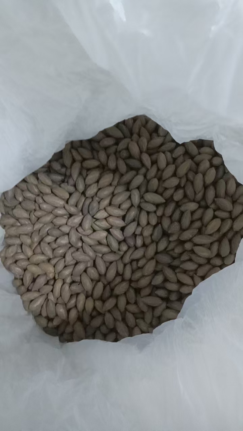 榧子香榧浙江土特产大量上新新鲜现炒保质保量欢迎咨询考察