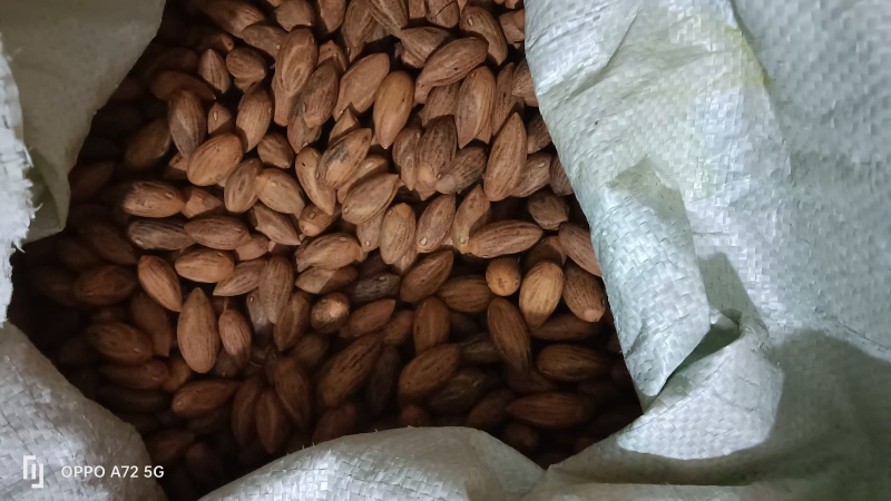自产自销榧子香榧浙江土特产大量上新新鲜现炒保质保量欢迎咨询
