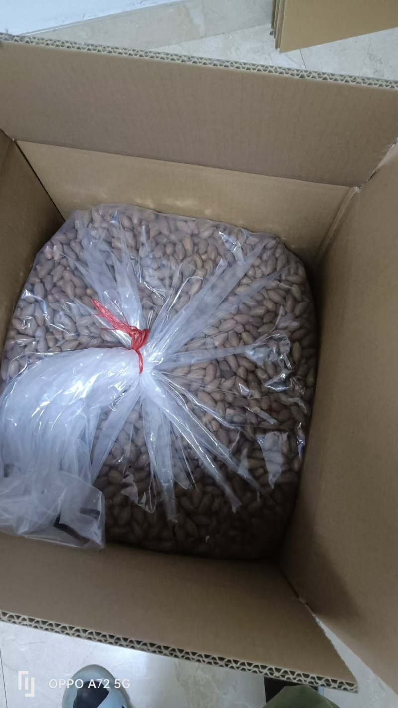 自产自销榧子香榧浙江土特产大量上新新鲜现炒保质保量欢迎咨询