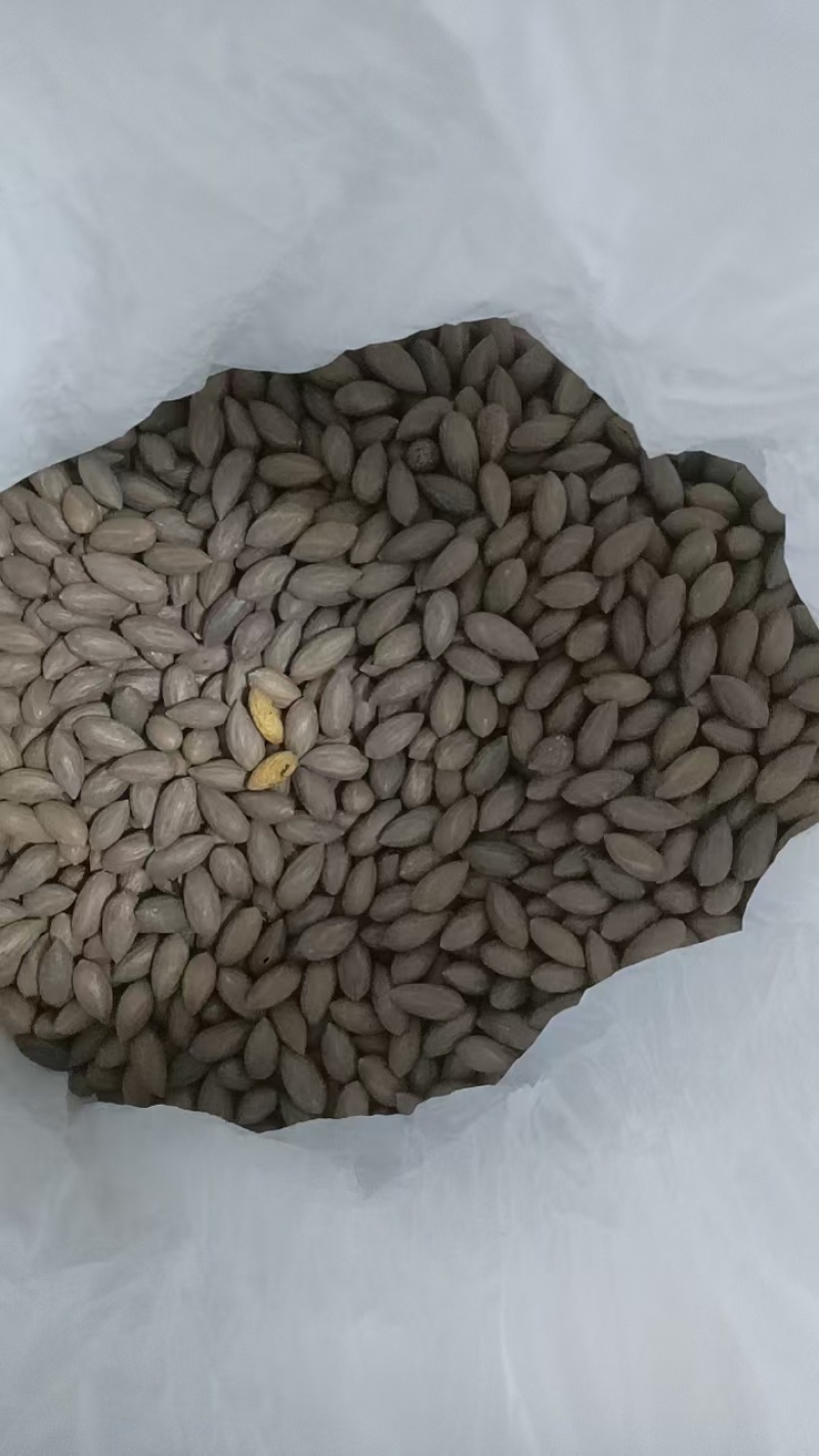 自产自销榧子香榧浙江土特产大量上新新鲜现炒保质保量欢迎咨询
