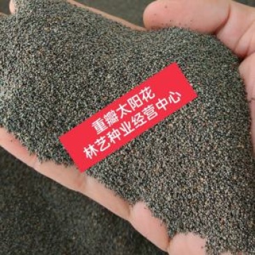 太阳花种子