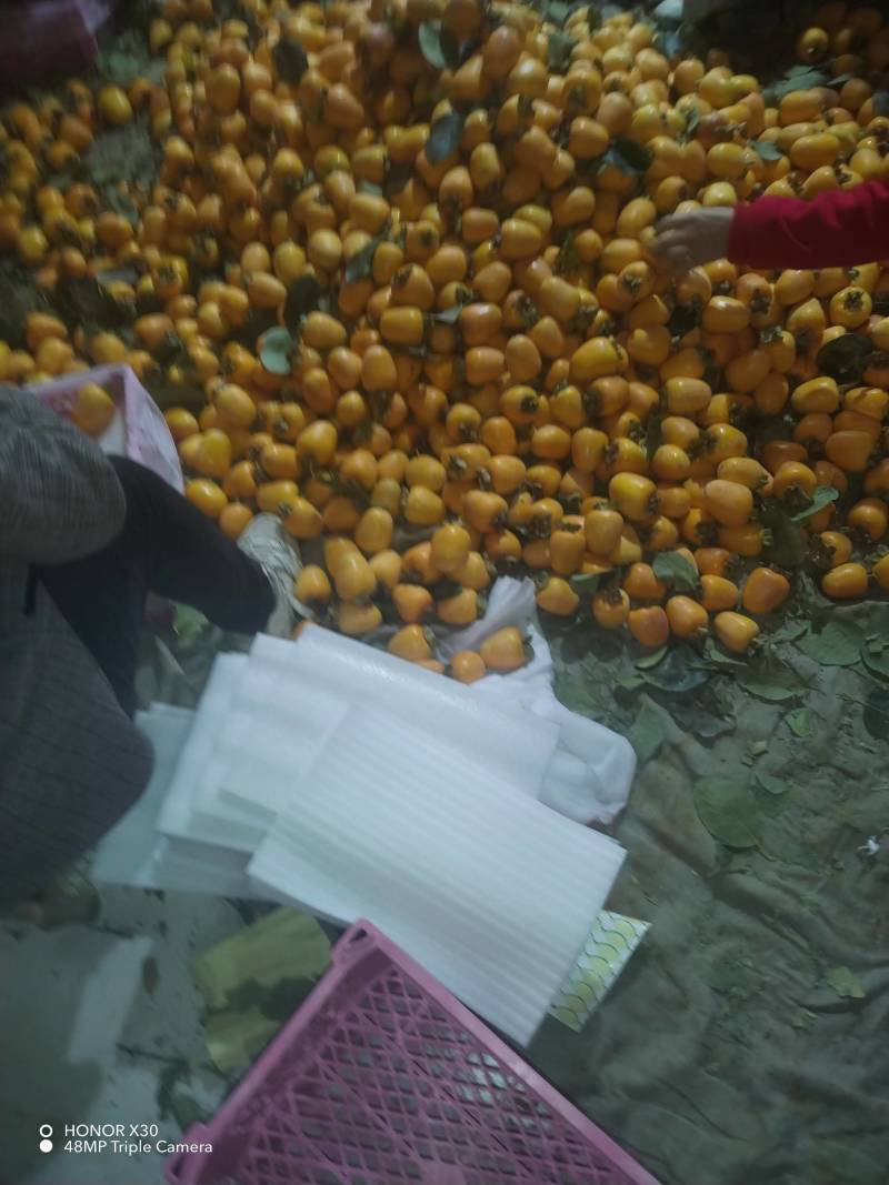 山东脆柿口感青甜爽大量供应可视频看货