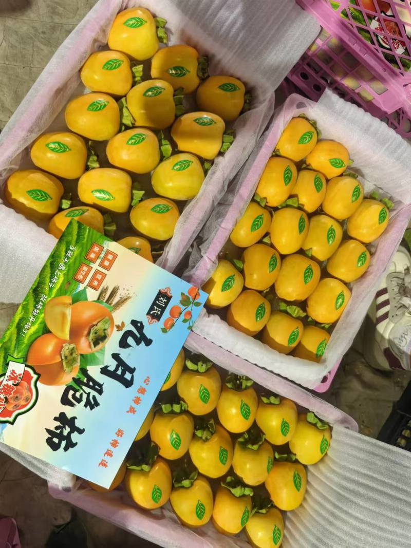 山东脆柿口感青甜爽大量供应可视频看货