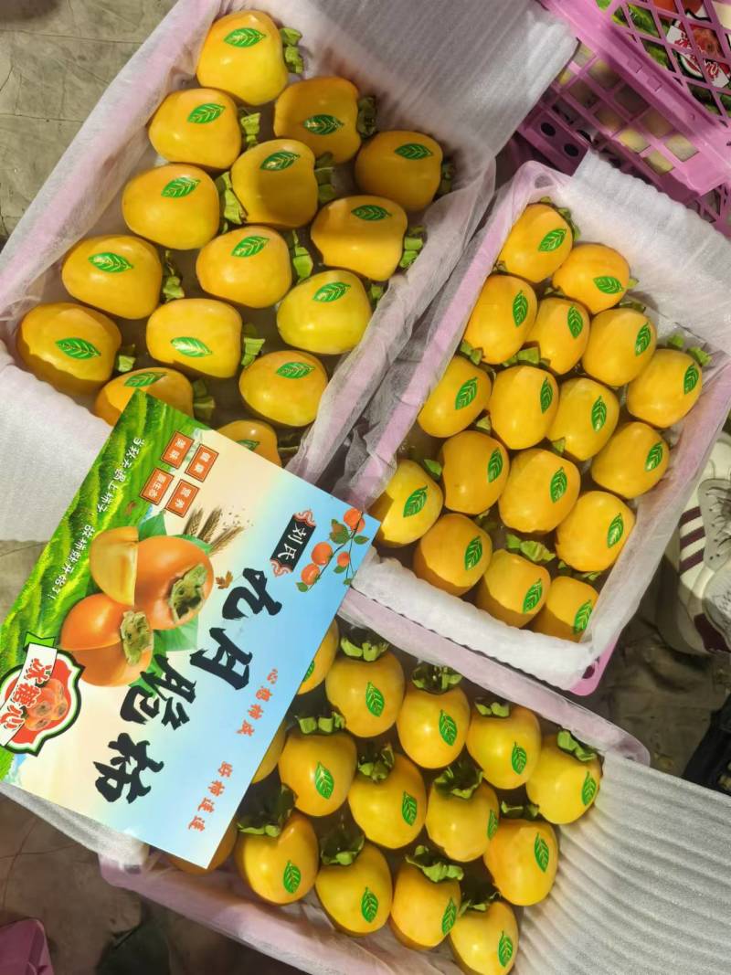 山东脆柿口感青甜爽大量供应可视频看货